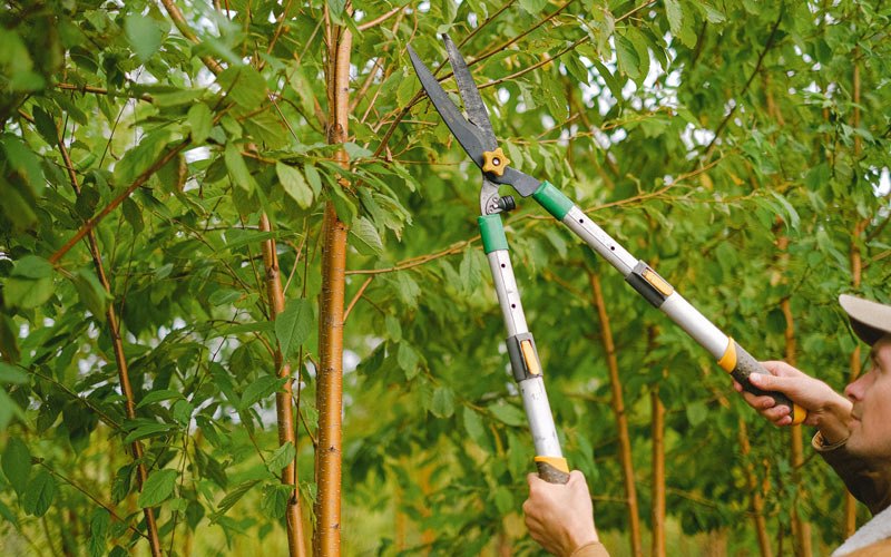 Tree trimming in Oronogo, MO